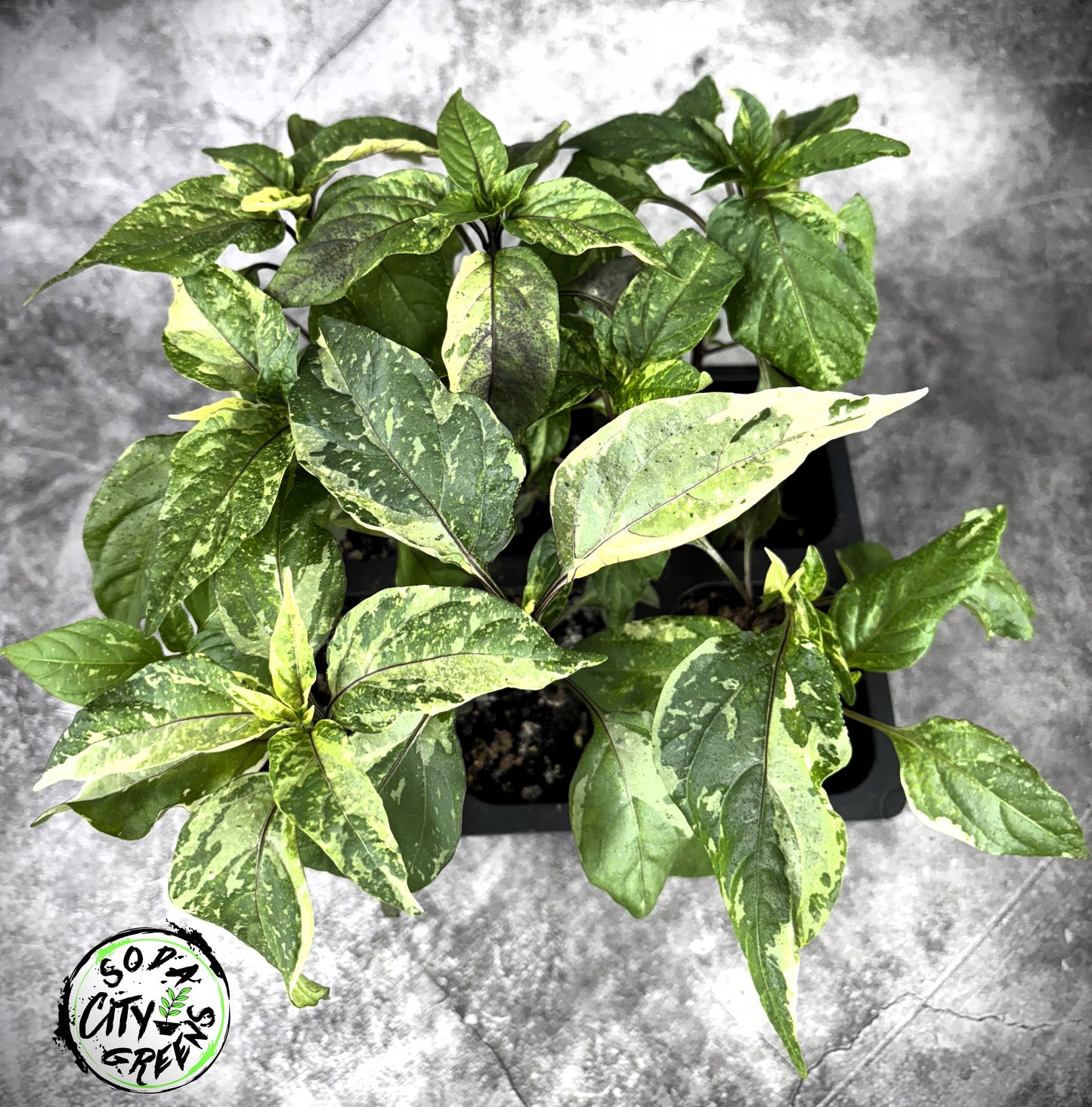 Bad Phish Variegated Pepper Seeds