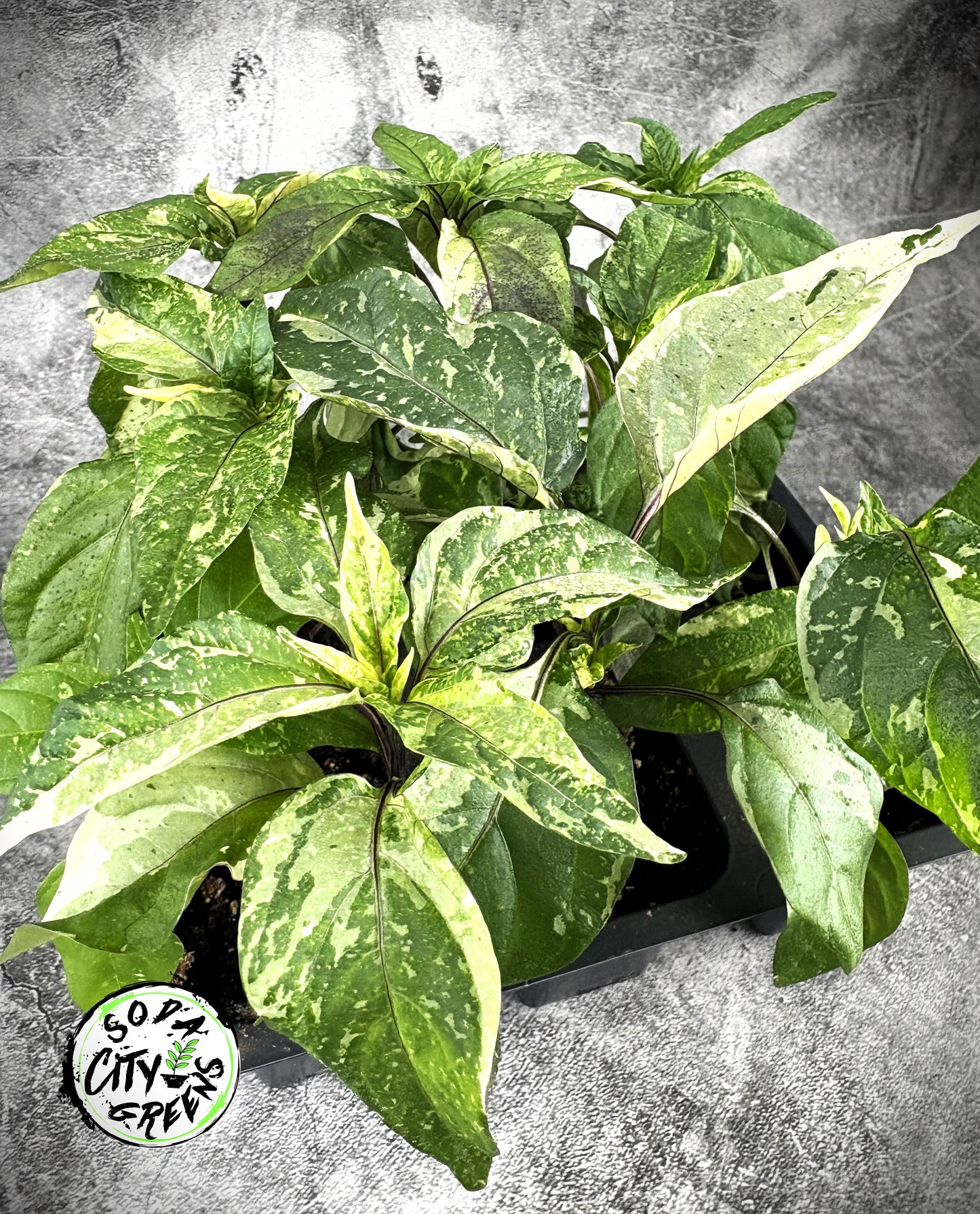 Variegated Pepper Seed Variety Pack (You choose!)
