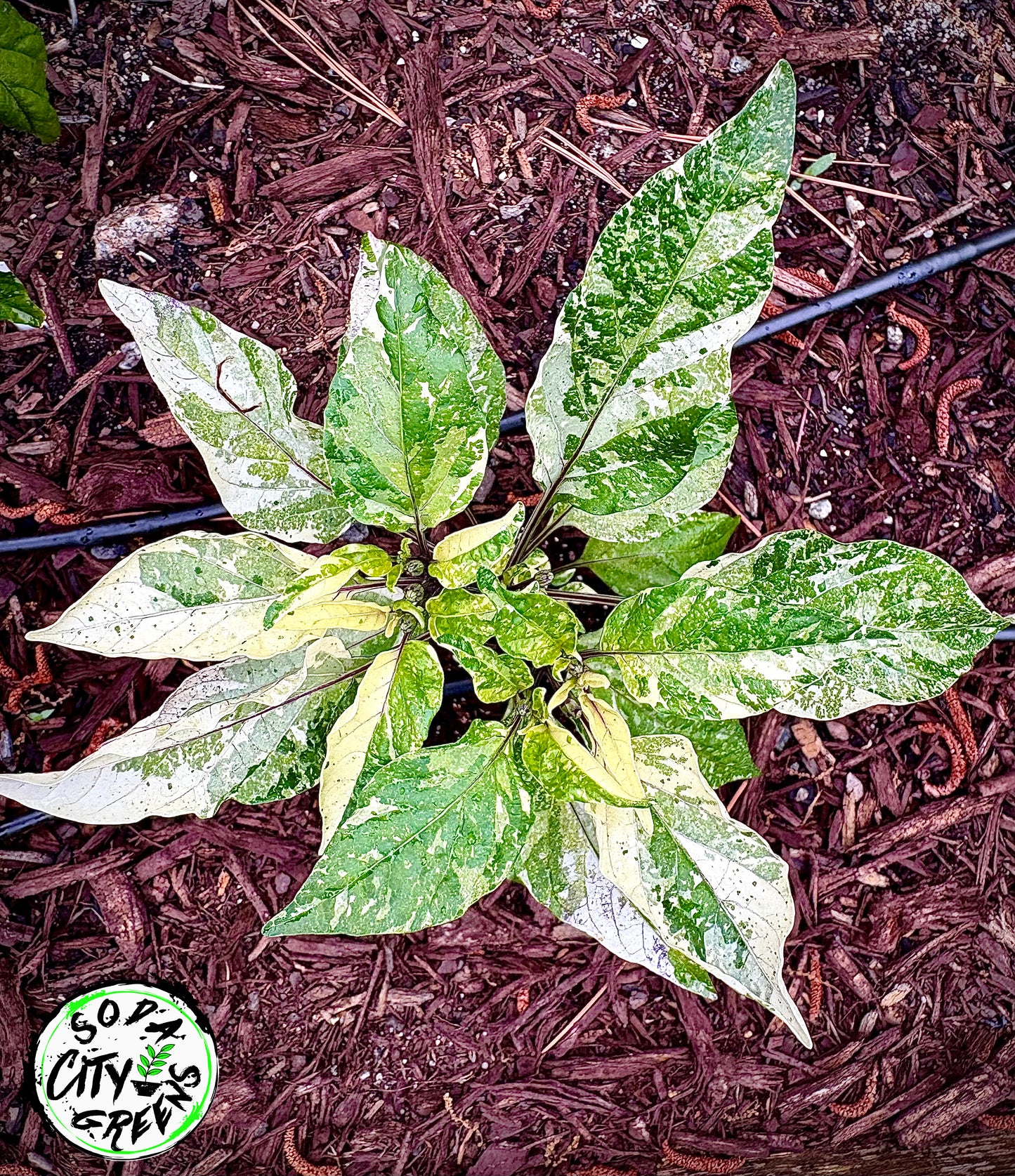 Bad Phish Variegated Pepper Seeds