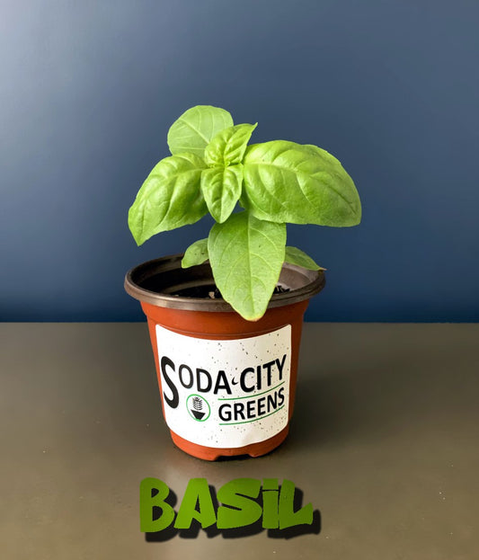 Genovese Basil Herb Live Plants