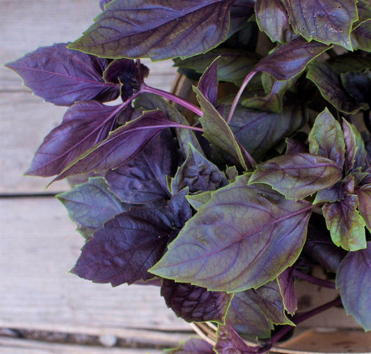 Purple Basil Herb Live Plants
