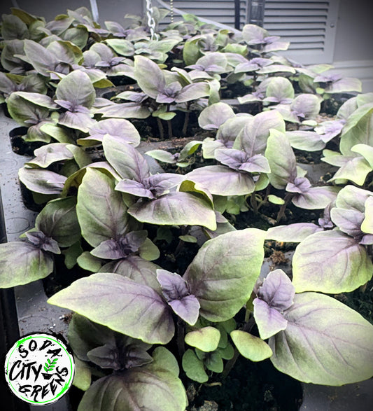 Purple Basil Herb Live Plants