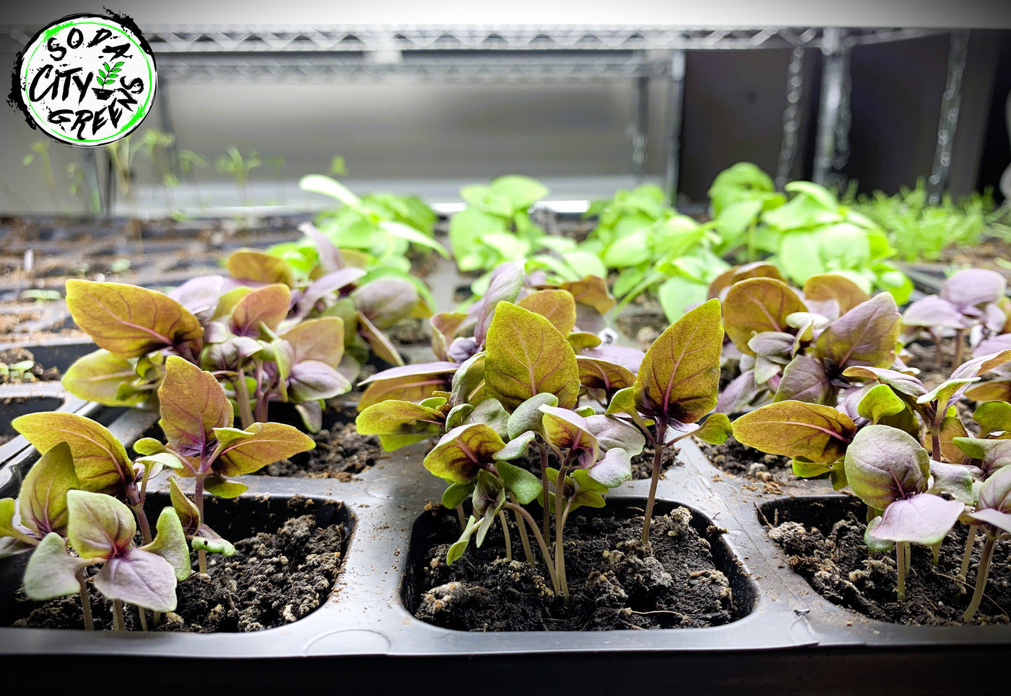 Purple Basil Herb Live Plants
