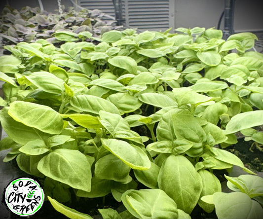 Genovese Basil Herb Live Plants