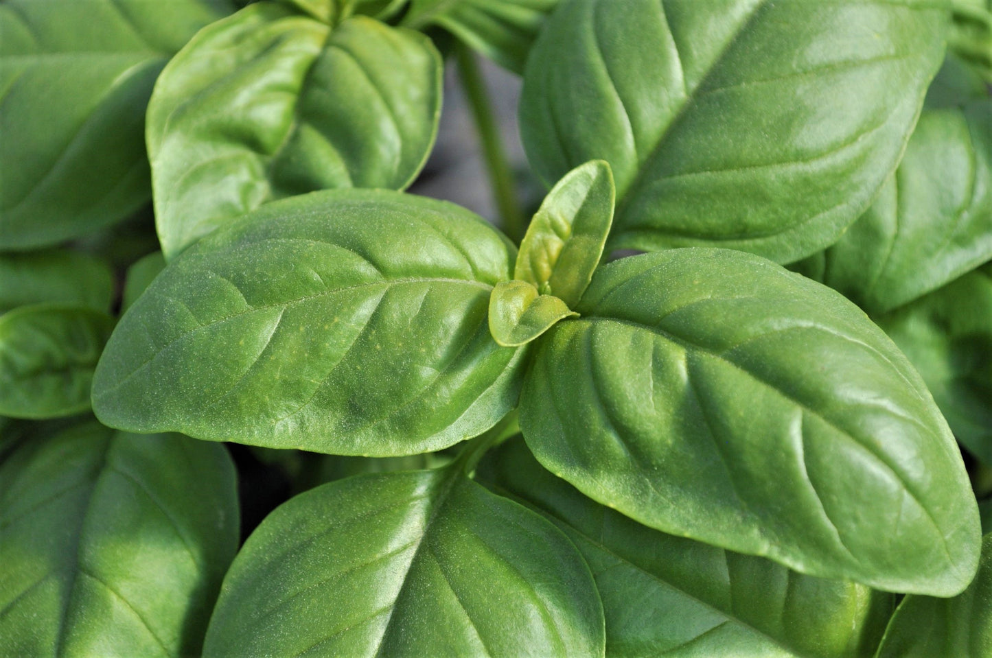 Genovese Basil Herb Live Plants