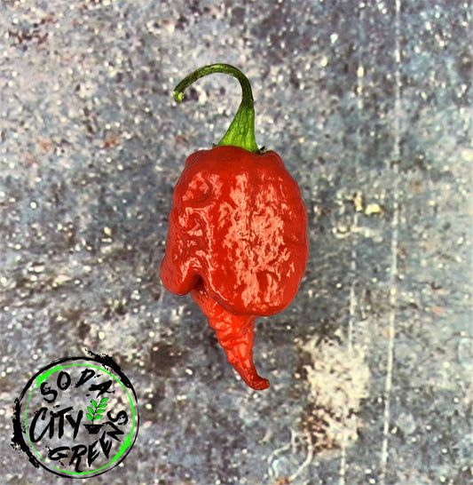 Beast Pepper Seeds