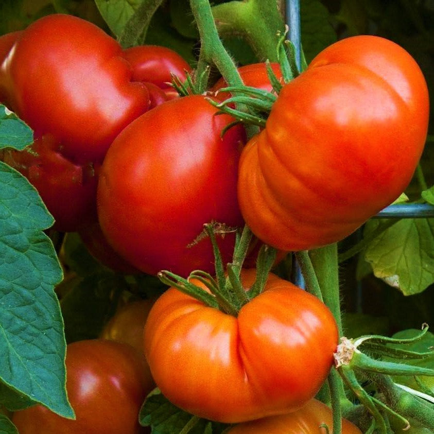 Beefsteak Tomato Seeds