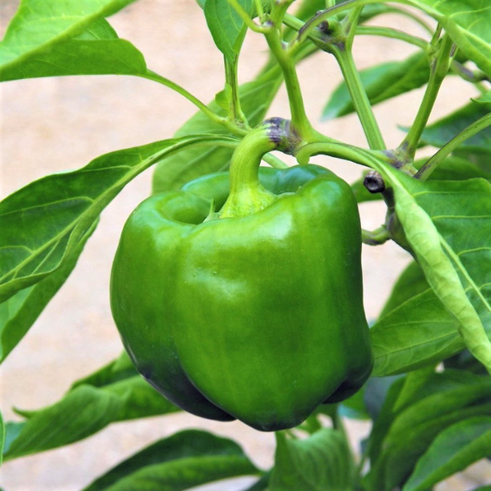 California Wonder Bell Pepper Seeds
