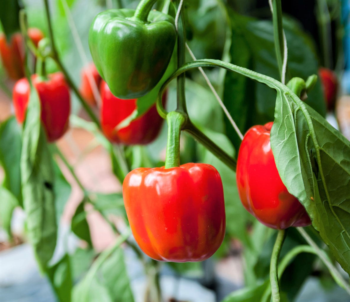 California Wonder Bell Pepper Seeds