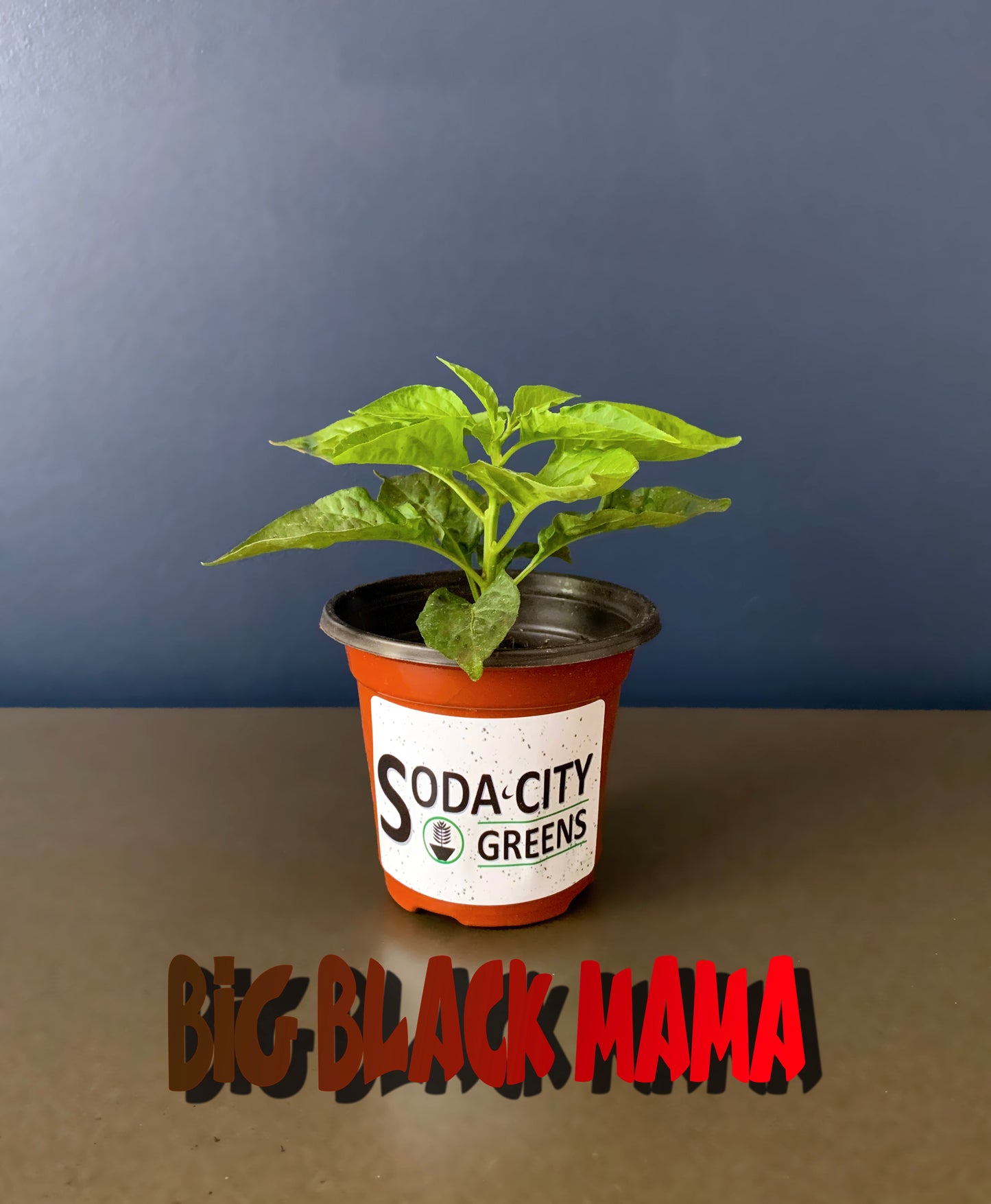 Big Black Mama (BBM) Pepper Seeds