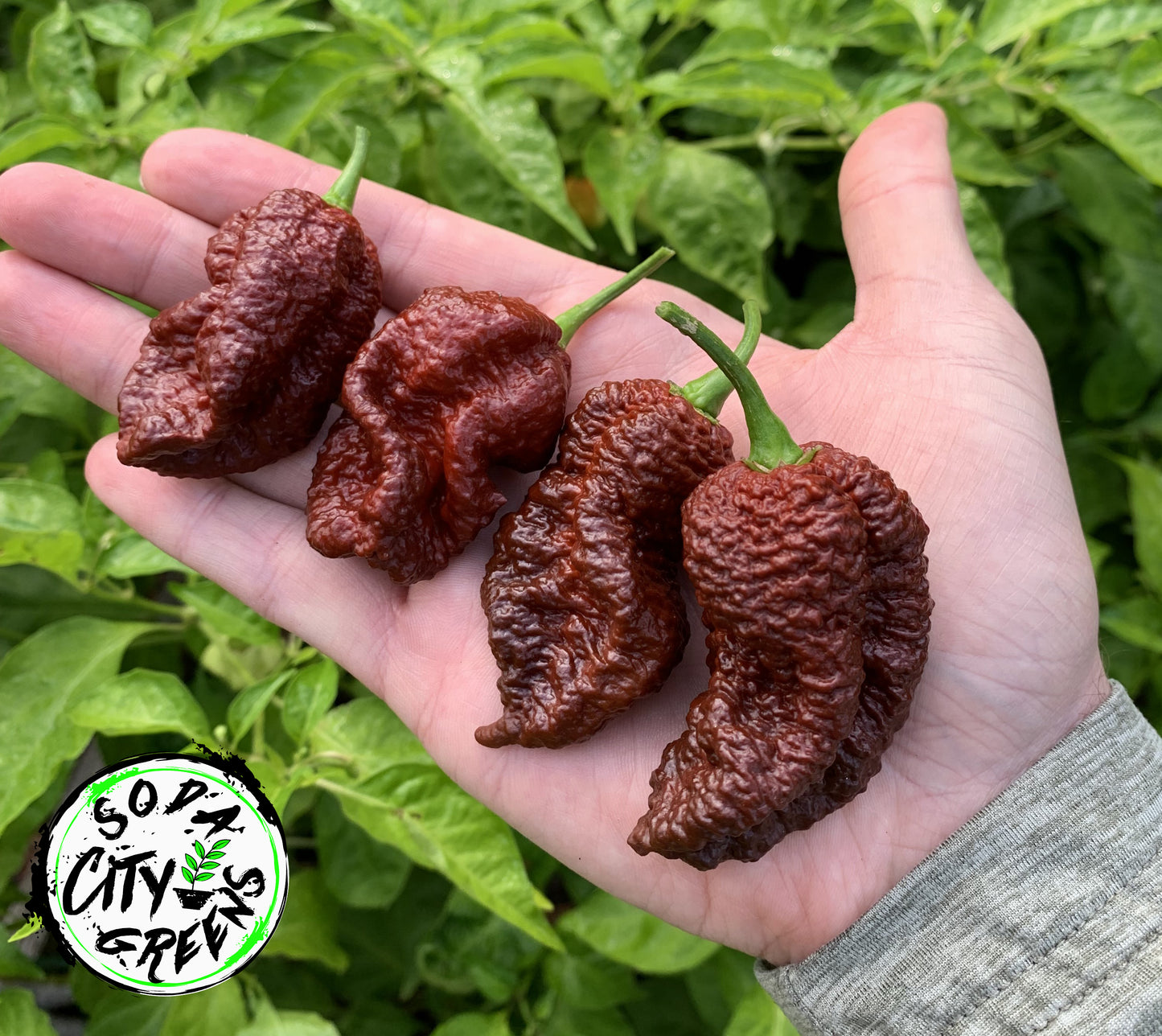 Big Black Mama (BBM) Pepper Seeds