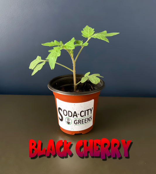 Black Cherry Tomato Live Plants