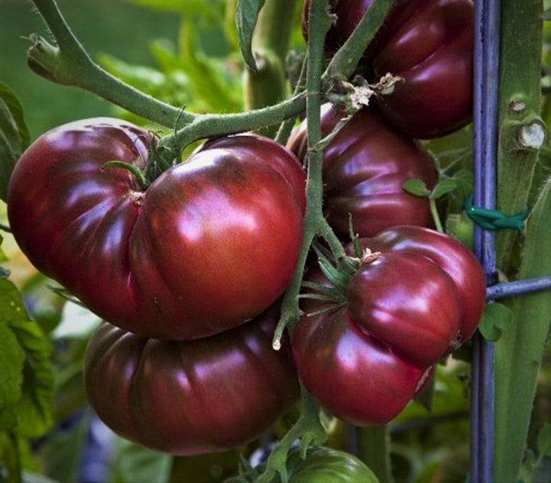 Black Krim (Black Russian) Tomato Seeds
