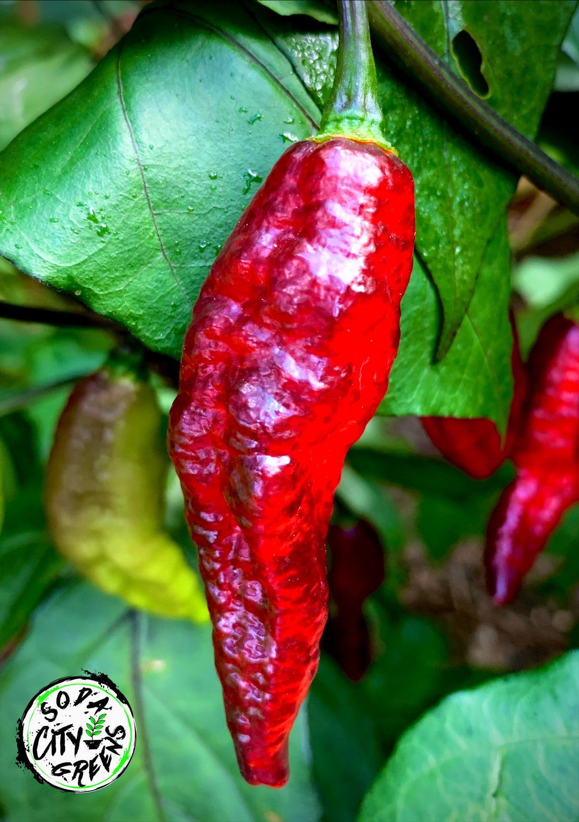 Blood Ghost Pepper Seeds