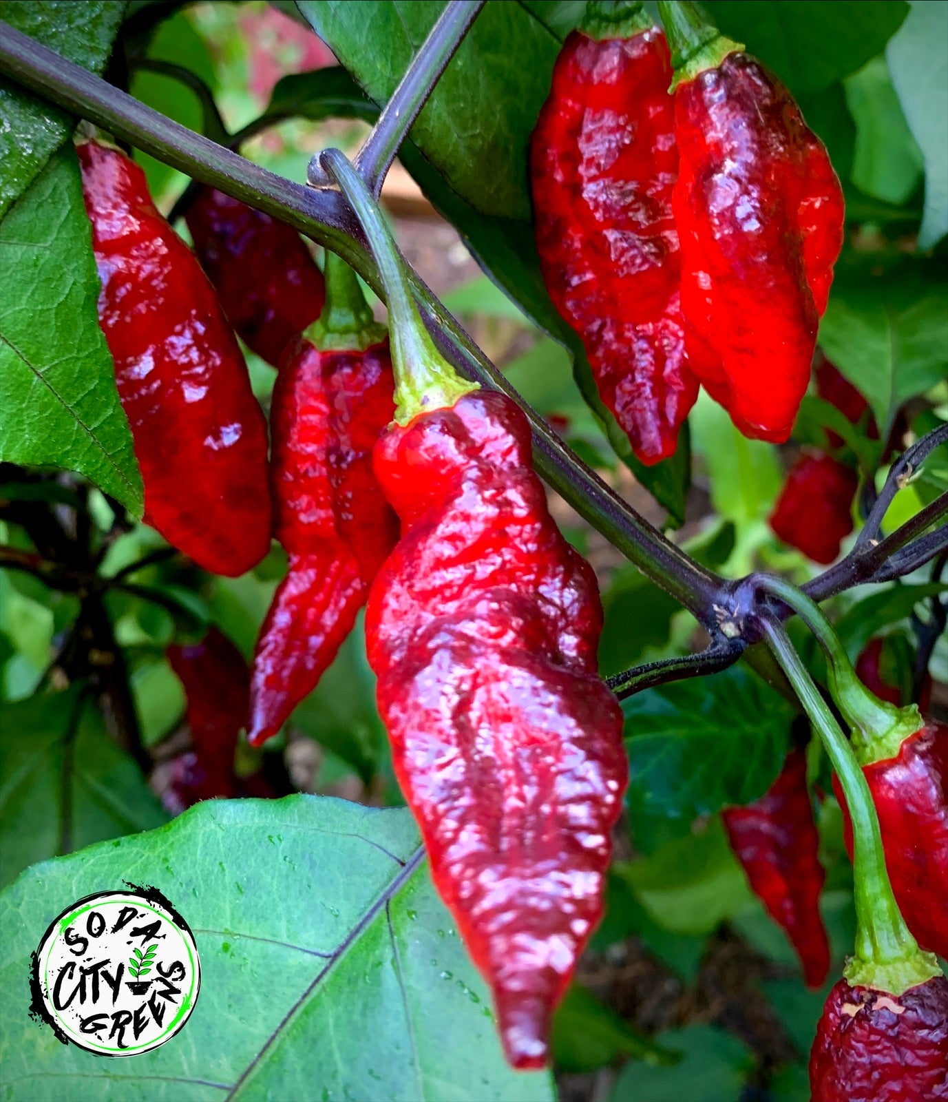 Blood Ghost Pepper Seeds