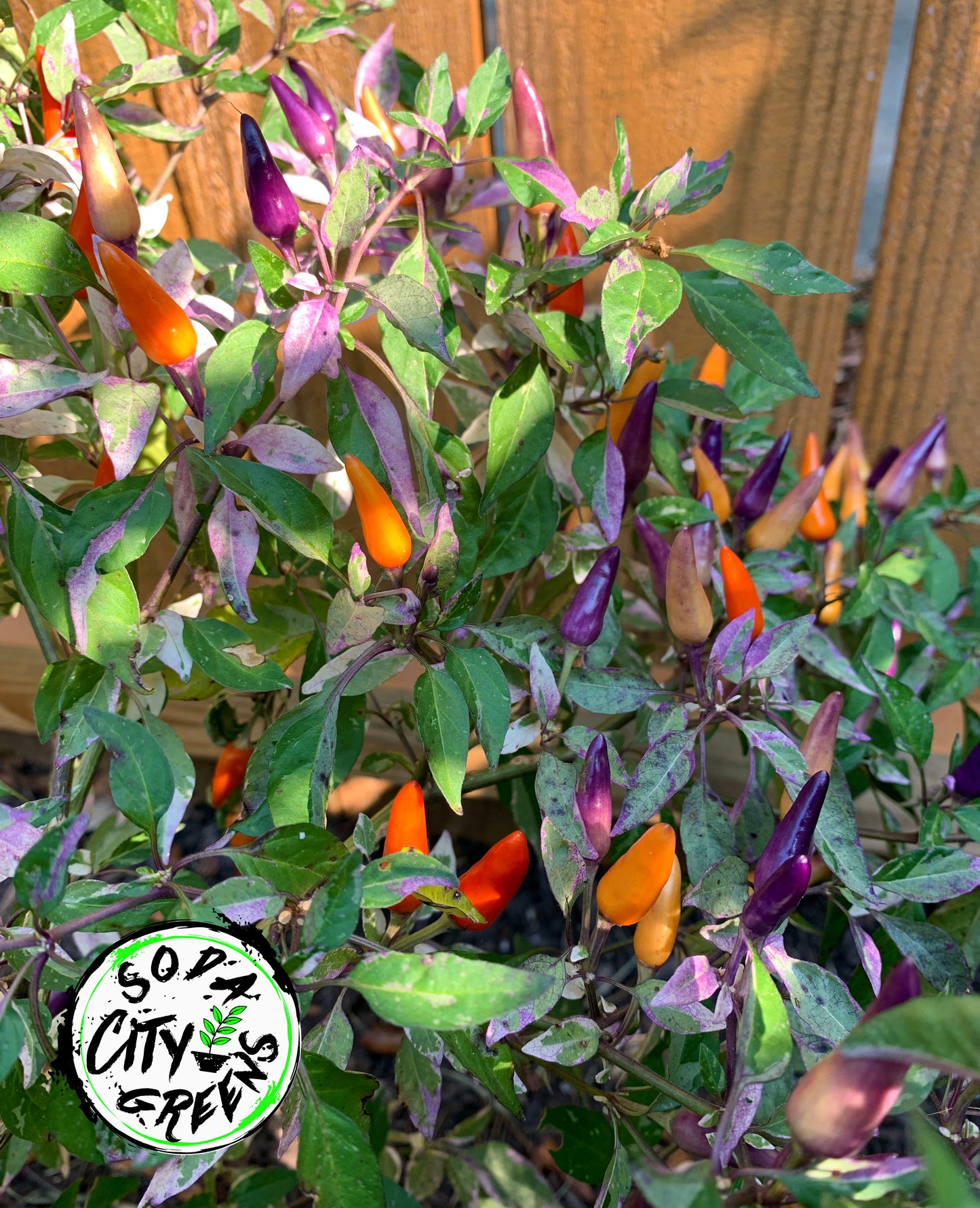 Variegated Pepper Seed Variety Pack (You choose!)