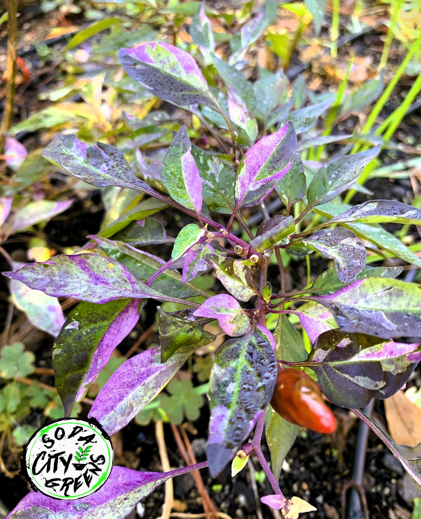Variegated Pepper Seed Variety Pack (You choose!)