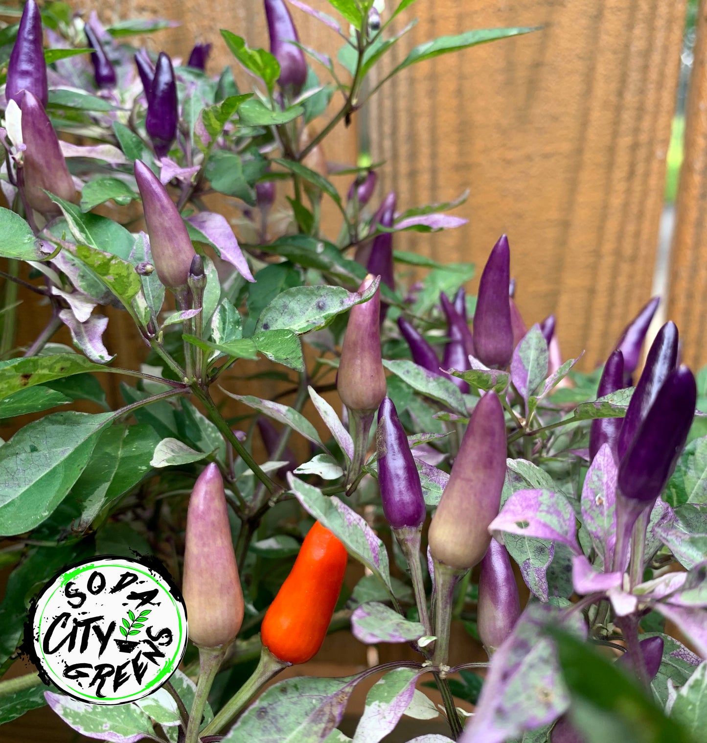 Blue Christmas Variegated Pepper Seeds