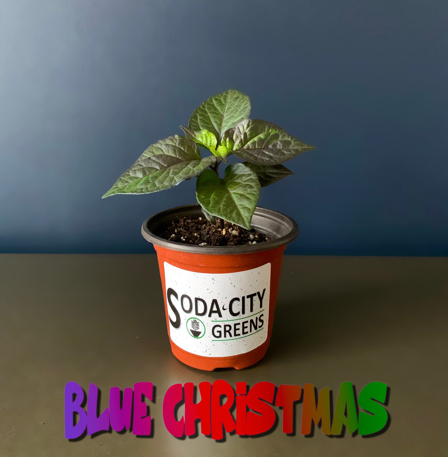 Blue Christmas Variegated Pepper Seeds