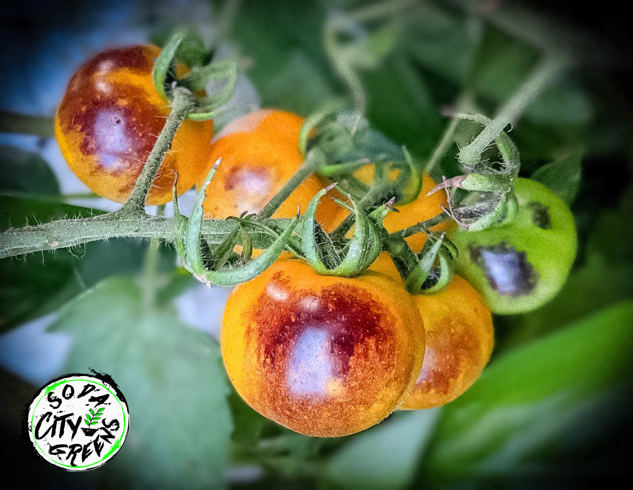Blue Cream Berries Tomato Seeds