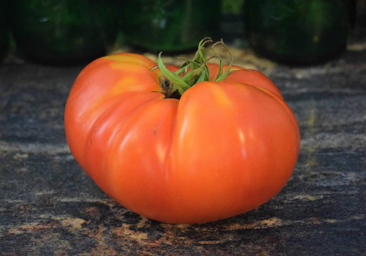 Box Car Willie Tomato Seeds