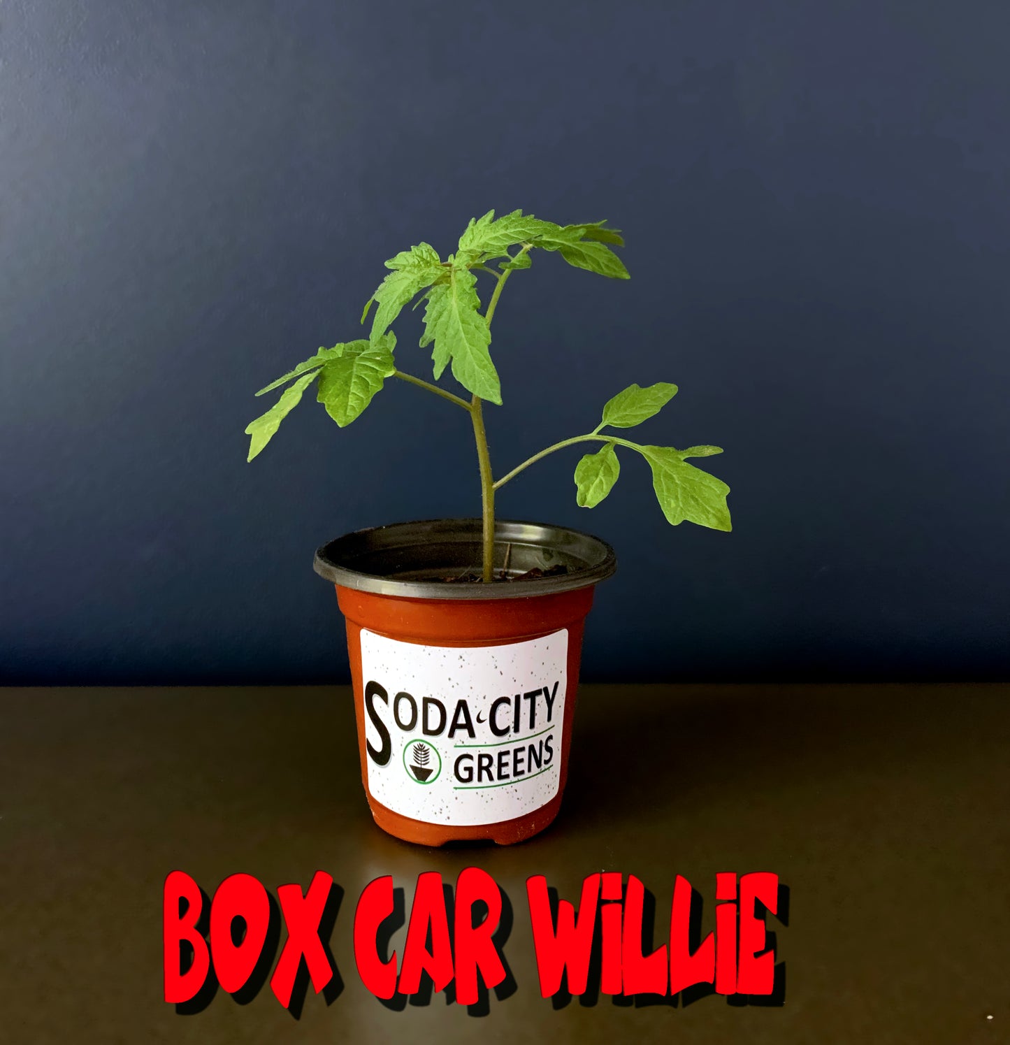 Box Car Willie Tomato Seeds