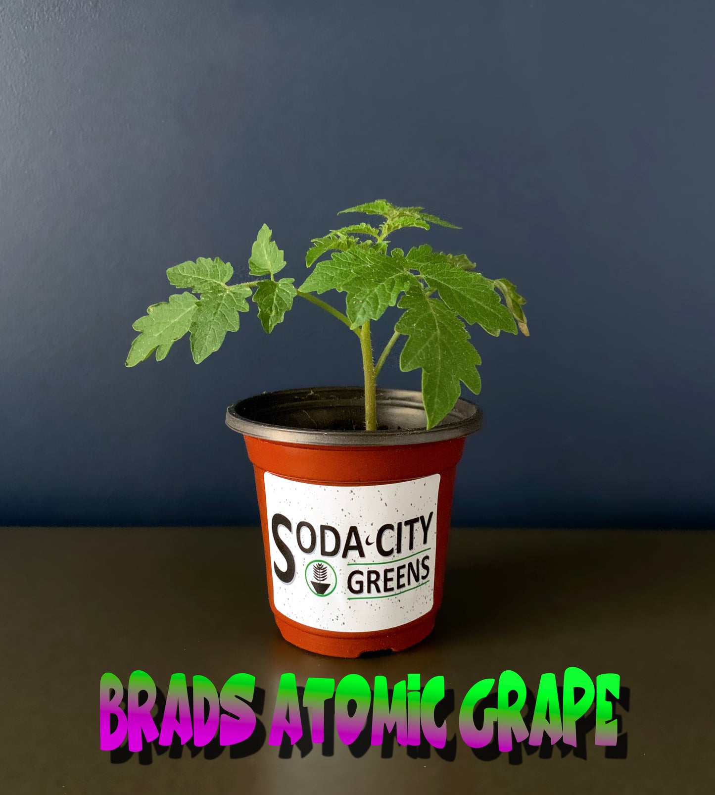 Brads Atomic Grape Tomato Seeds