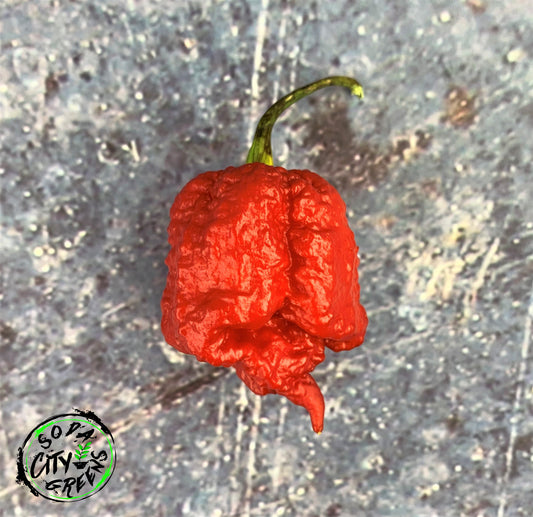 Brain Stinger Pepper Seeds