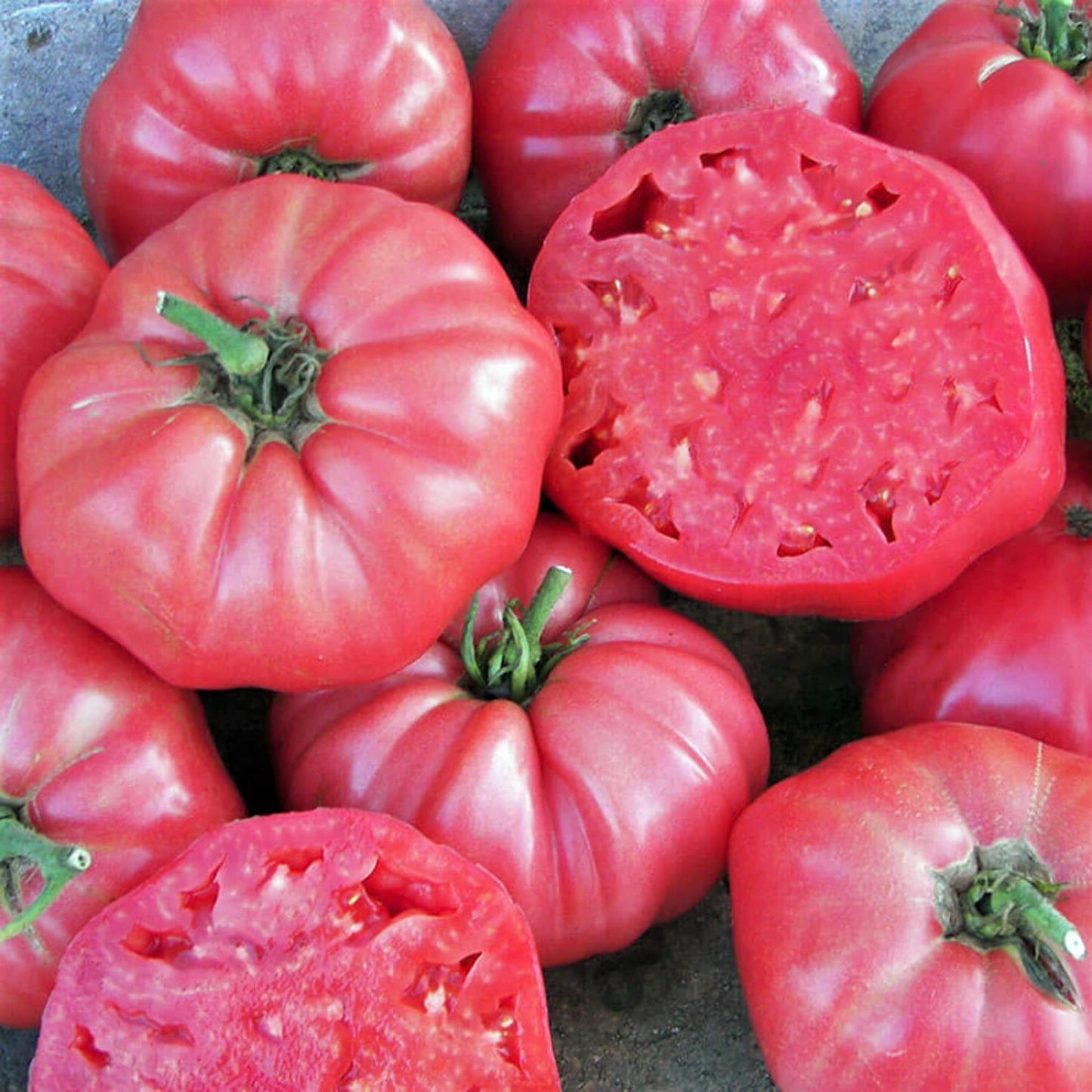 Brandywine Tomato Live Plants