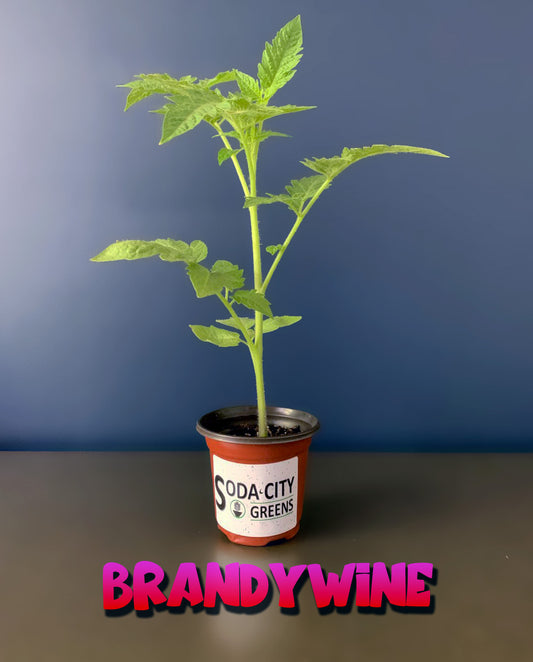 Brandywine Tomato Live Plants