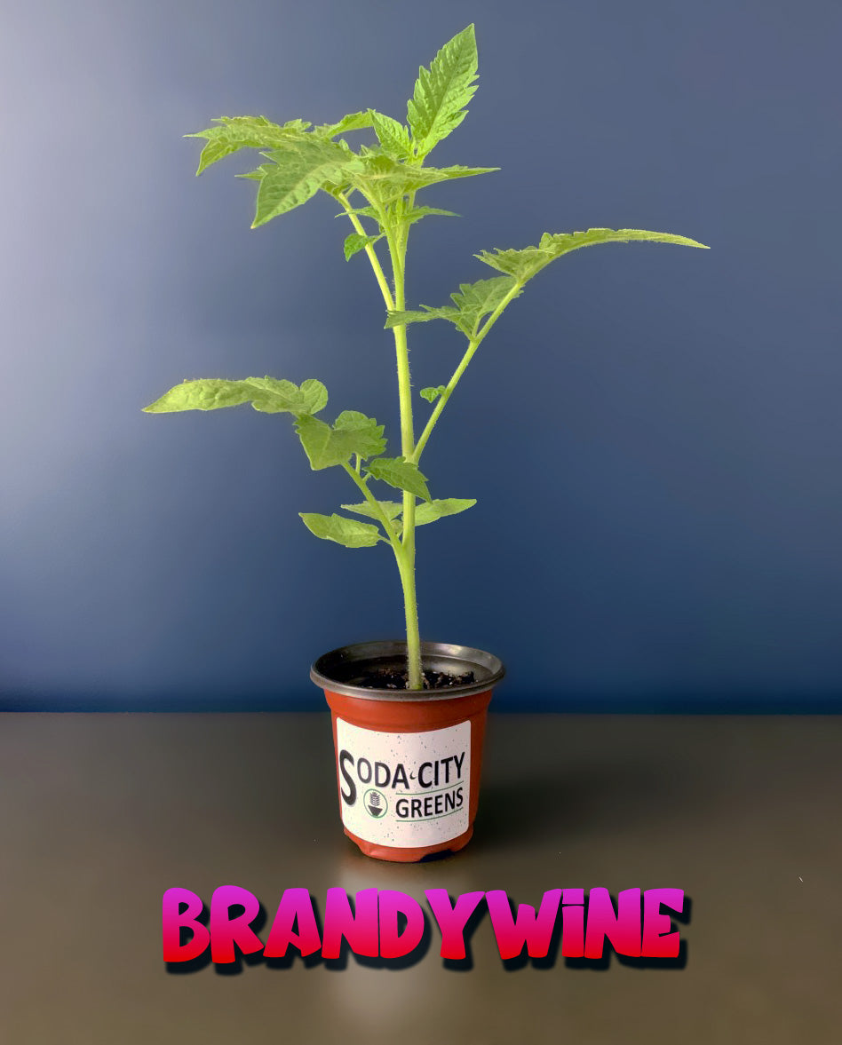 Brandywine Tomato Seeds