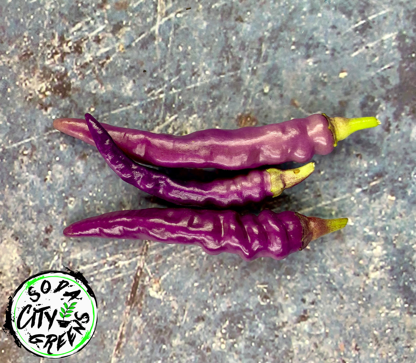 Buena Mulata (Purple Cayenne) Pepper Seeds
