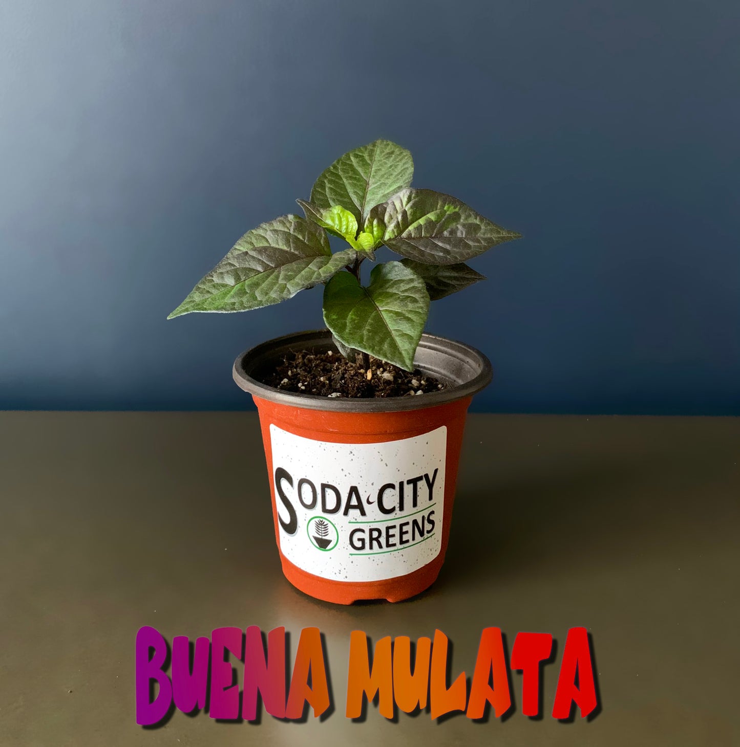 Buena Mulata (Purple Cayenne) Pepper Seeds