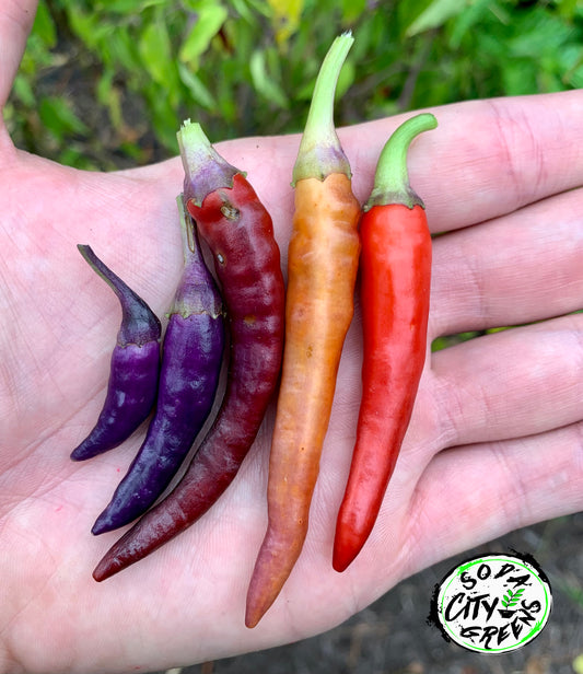 Buena Mulata (Purple Cayenne) Pepper Seeds