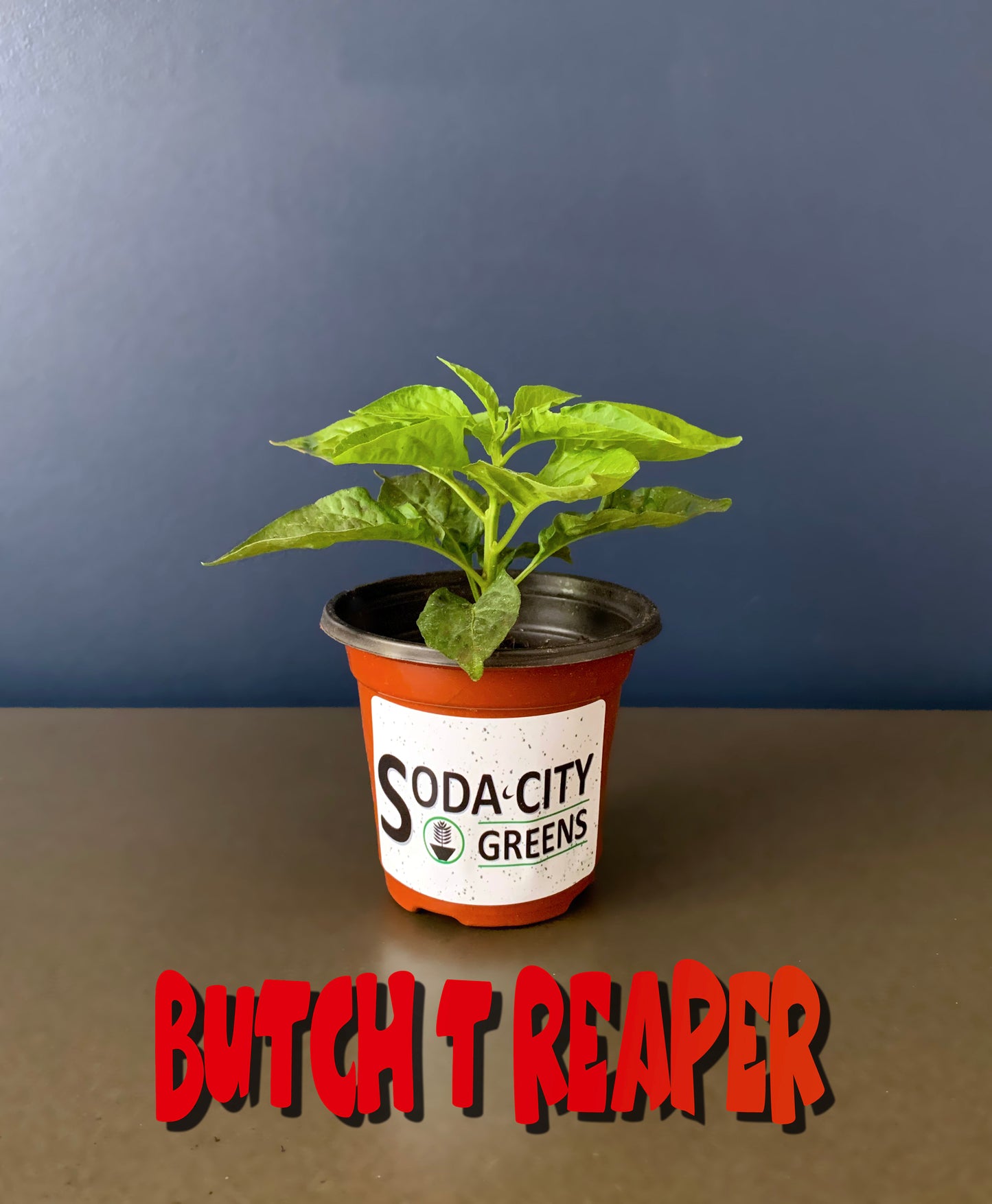 Butch T Reaper Scorpion Pepper Seeds