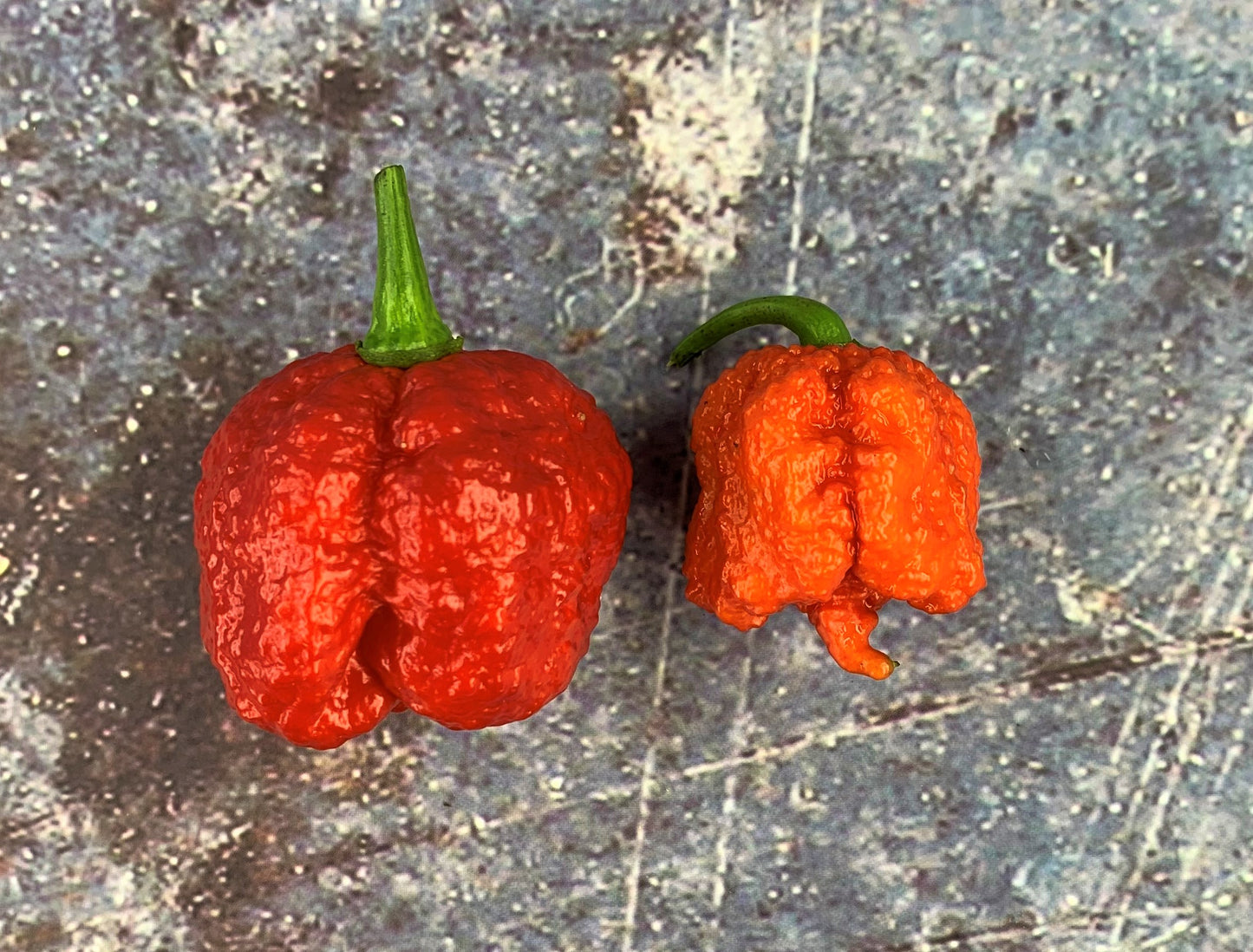 Butch T Reaper Scorpion Pepper Seeds