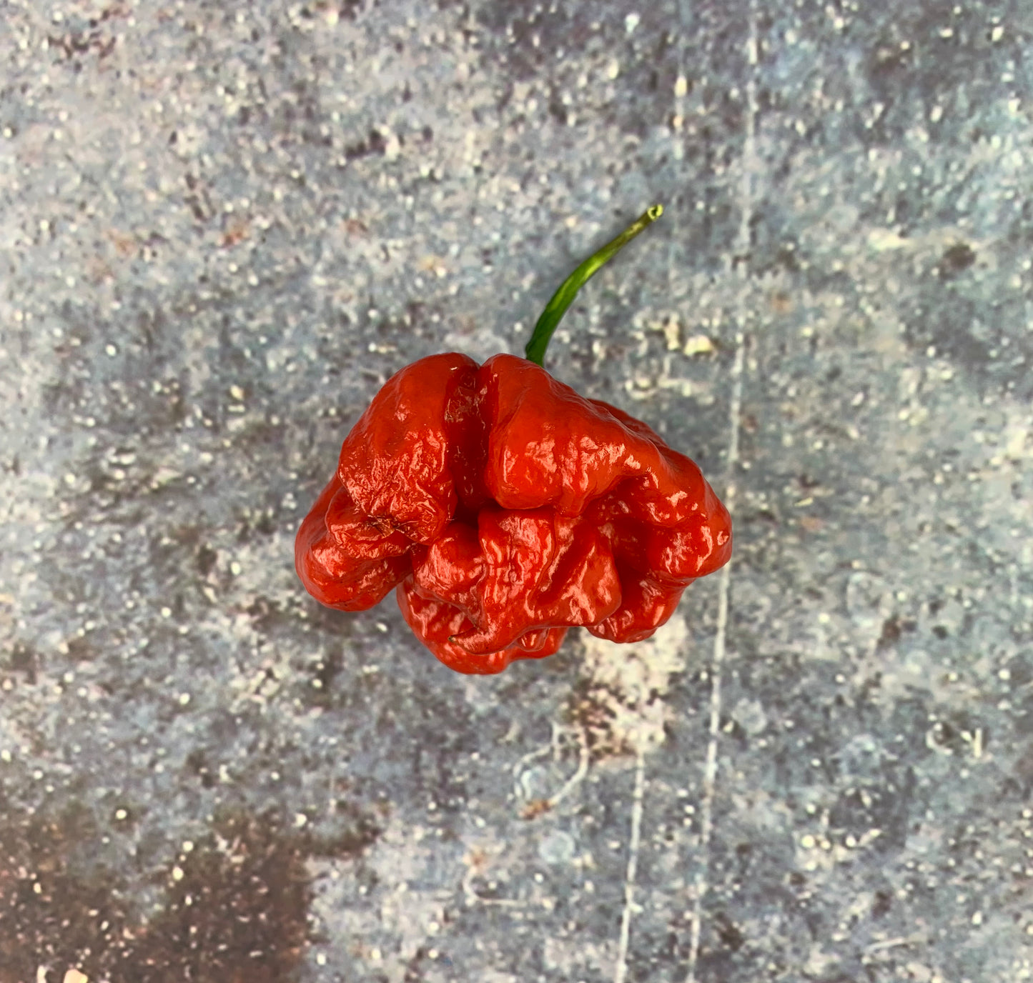 C22 Stinger Pepper Seeds