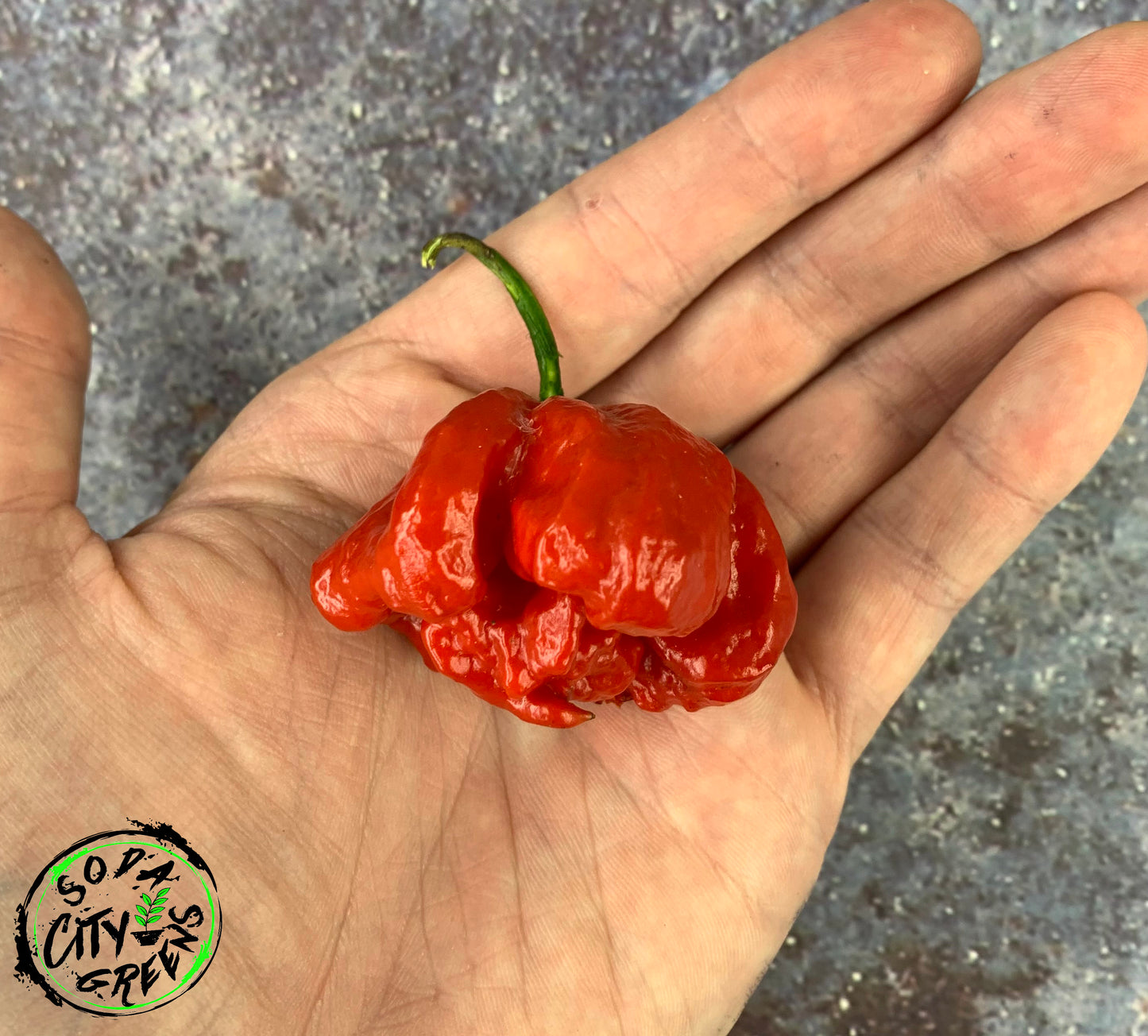 C22 Stinger Pepper Seeds