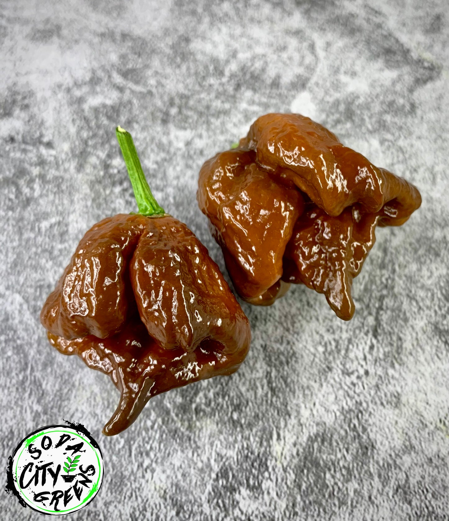 Chocolate Pepper Seed Variety Pack (You choose!)