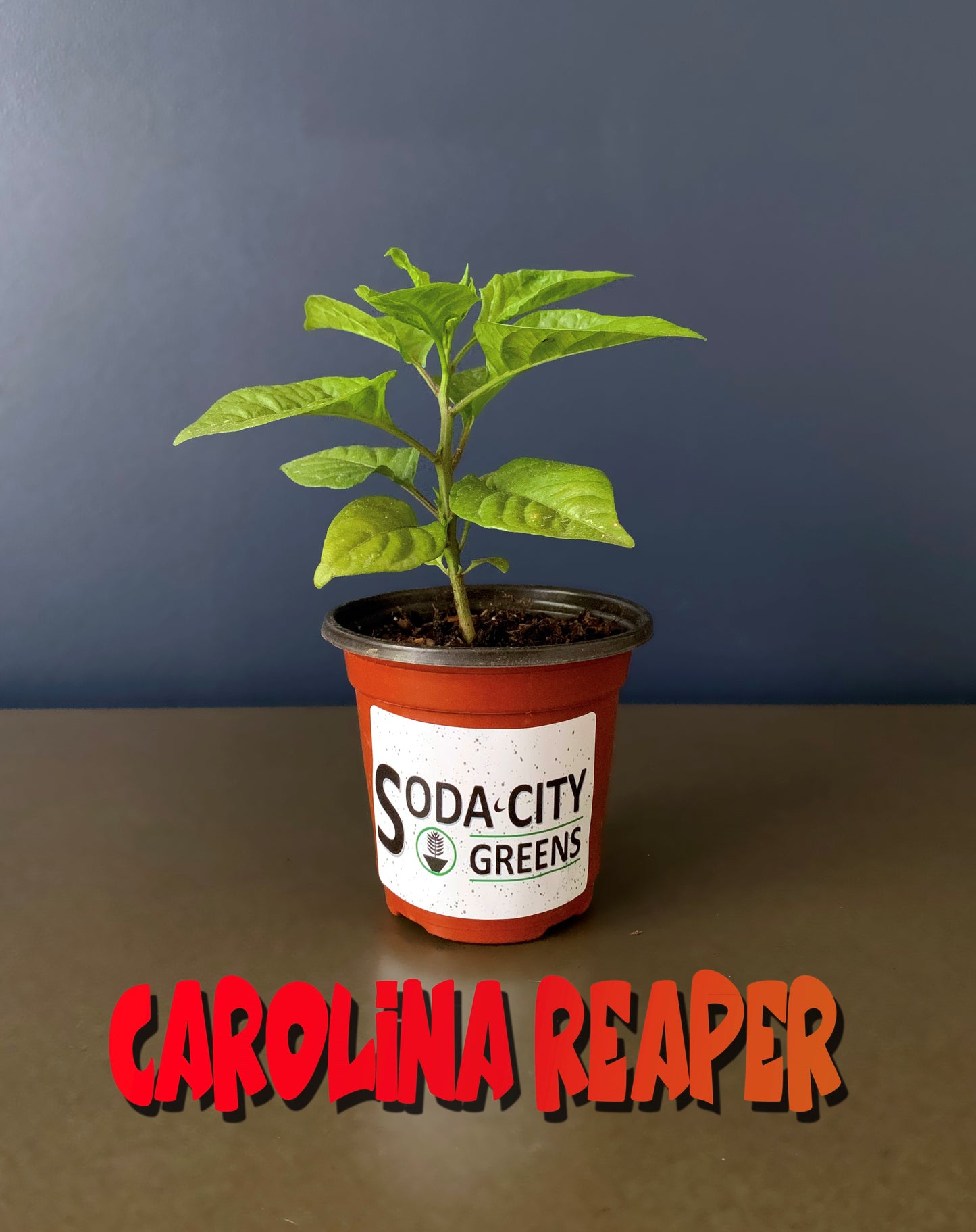 Red Carolina Reaper Pepper Seeds