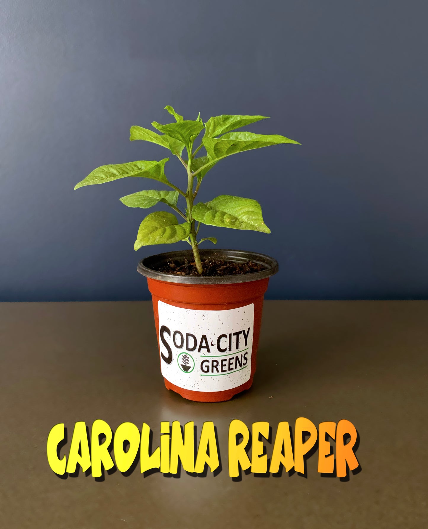 Yellow Carolina Reaper Pepper Seeds