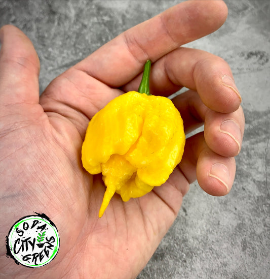 Yellow Carolina Reaper Pepper Seeds