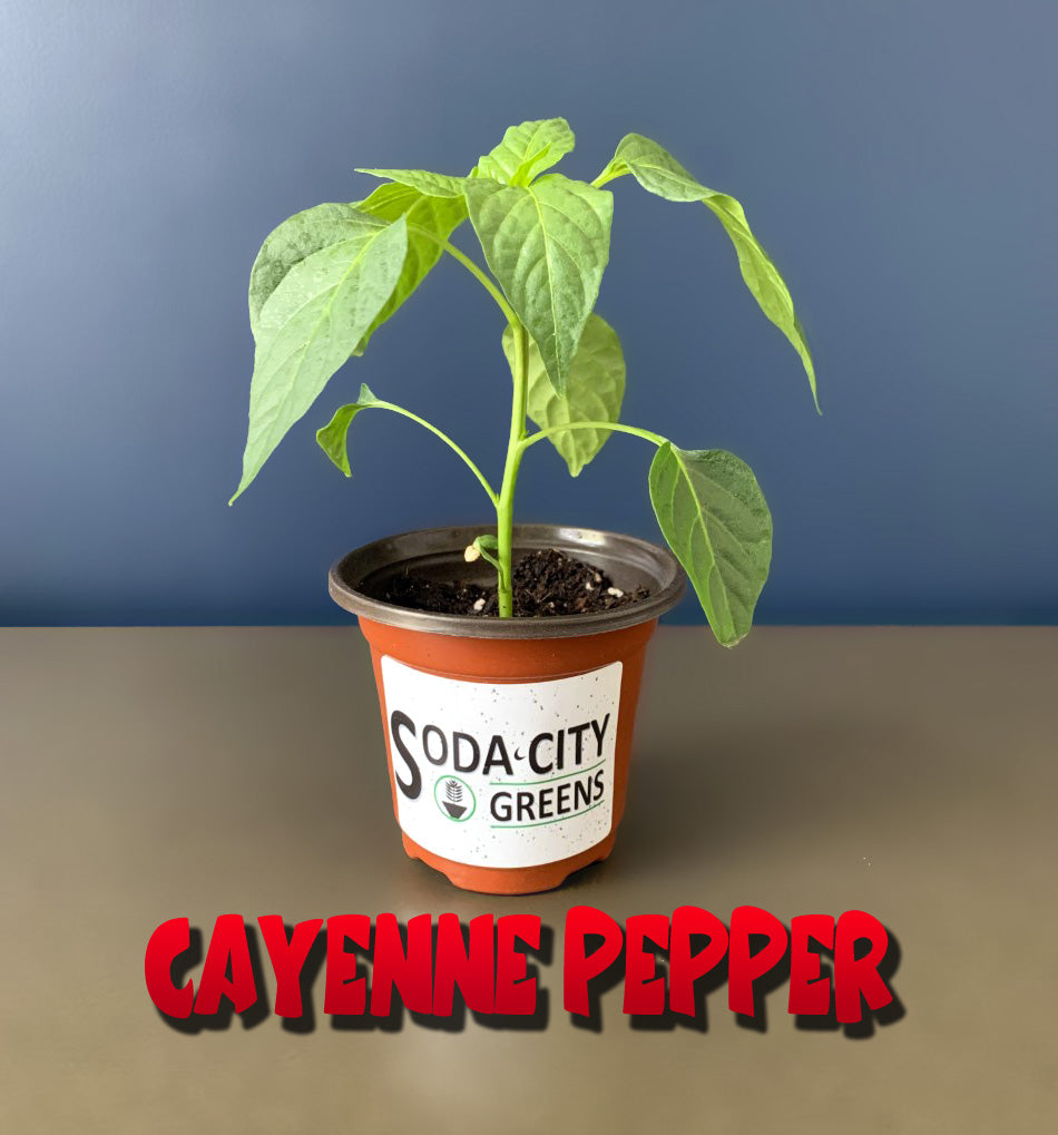 Long Slim Cayenne Pepper Seeds