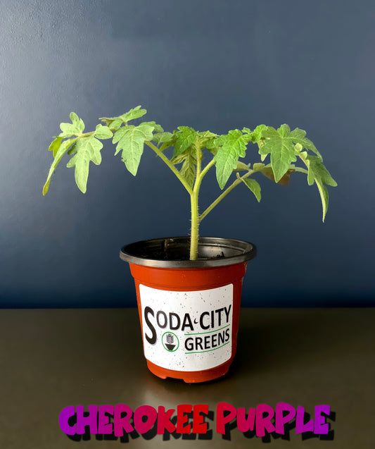 Cherokee Purple Tomato Live Plants