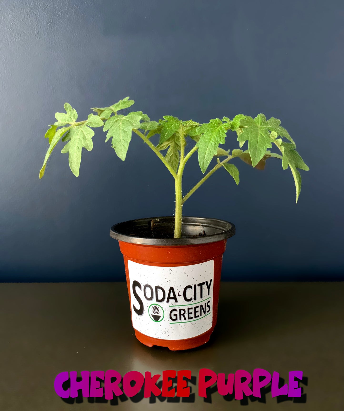 Cherokee Purple Tomato Seeds