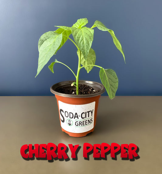 Cherry Bomb Pepper Live Plants