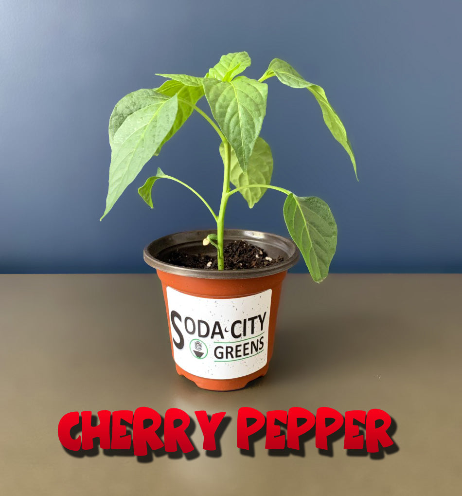 Cherry Bomb Pepper Seeds