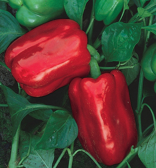 Chinese Giant Pepper Seeds
