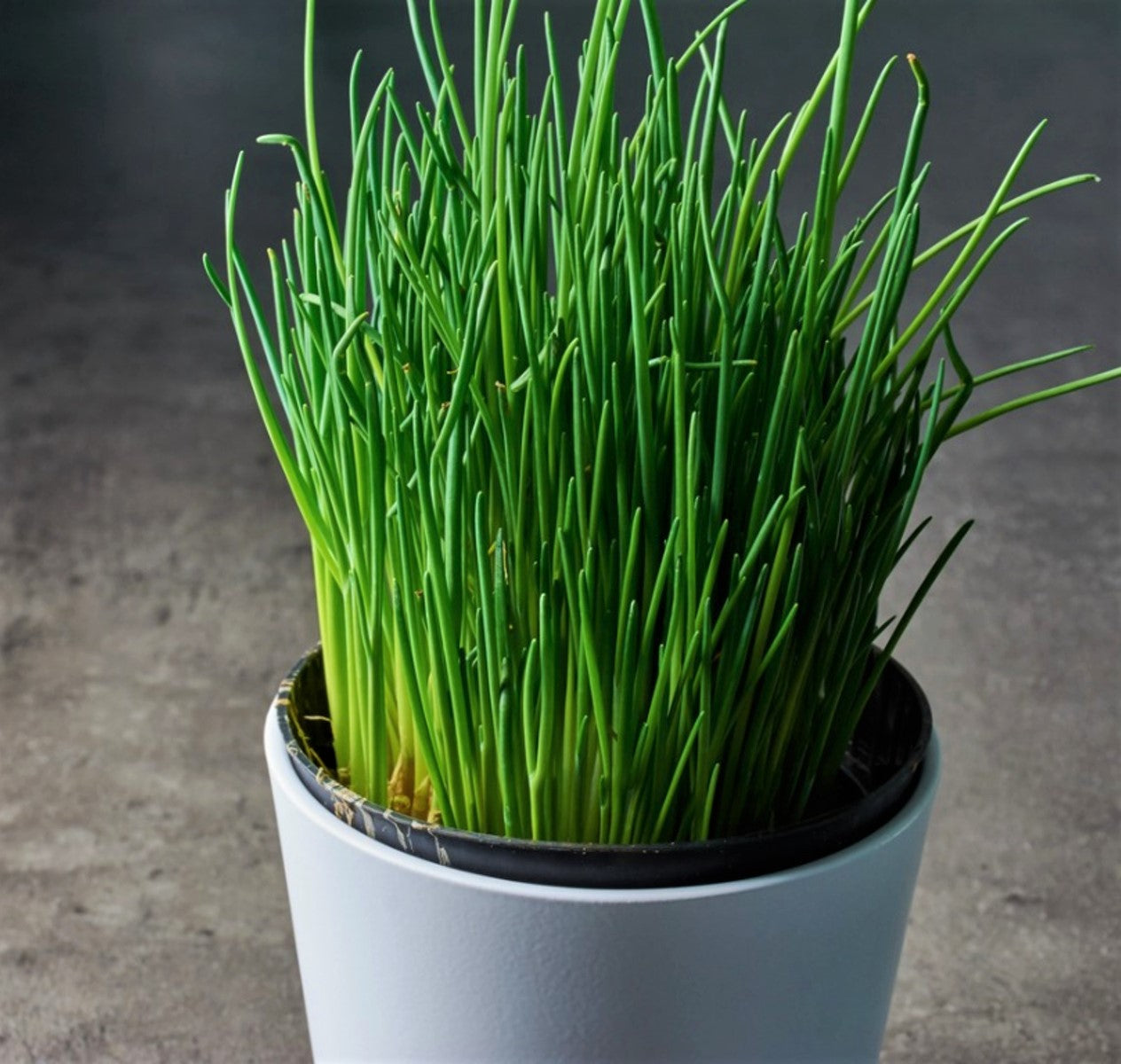 Chive Herb Live Plants