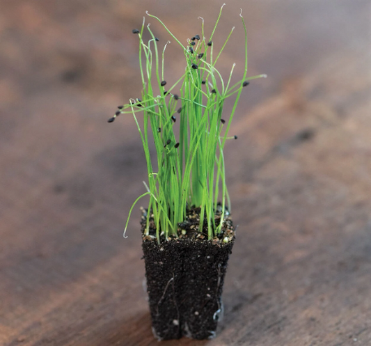 Chive Herb Live Plants